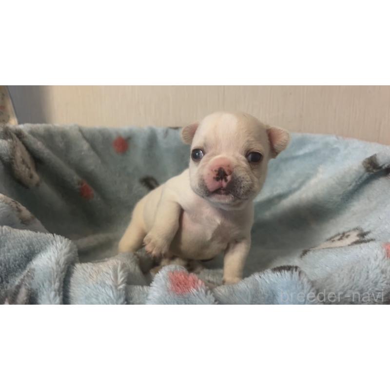 販売中の岡山県のフレンチブルドッグ-434752の13枚目