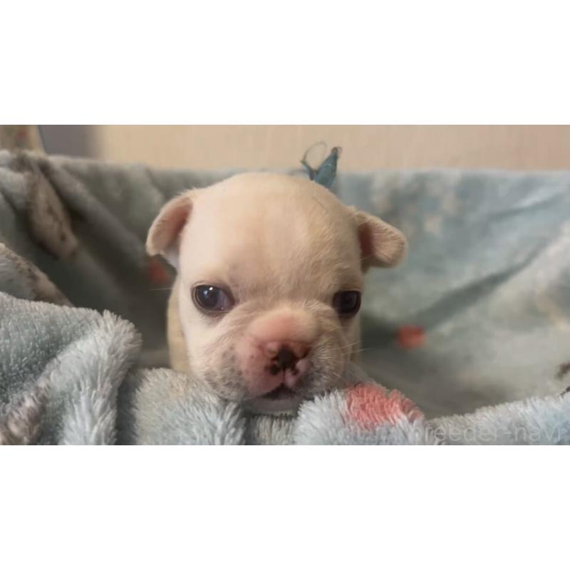 販売中の岡山県のフレンチブルドッグ-434752の12枚目