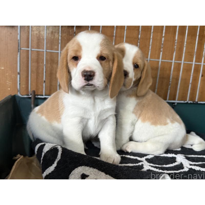 商談中の愛知県のビーグル-434166の7枚目