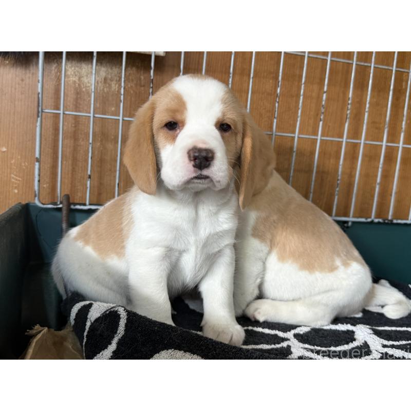 商談中の愛知県のビーグル-434166の6枚目