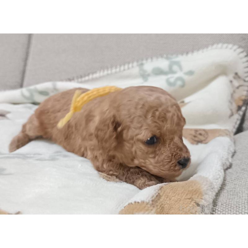 販売中の奈良県のトイプードル-437811の2枚目