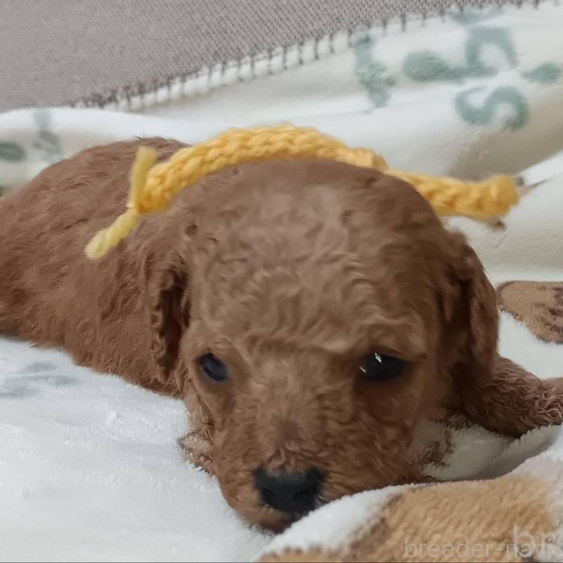 販売中の奈良県のトイプードル-437811の1枚目