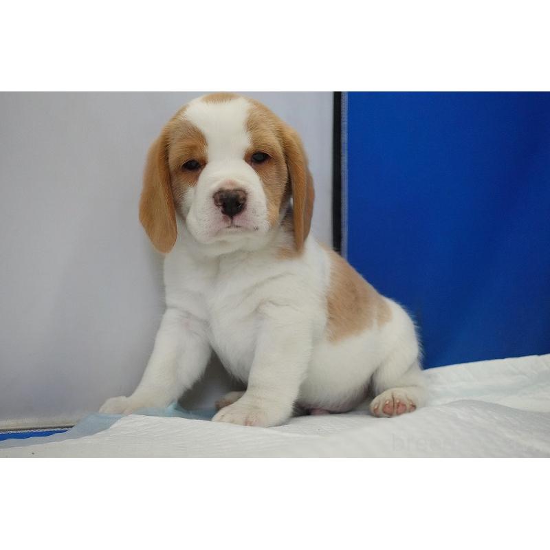 商談中の愛知県のビーグル-434166の5枚目