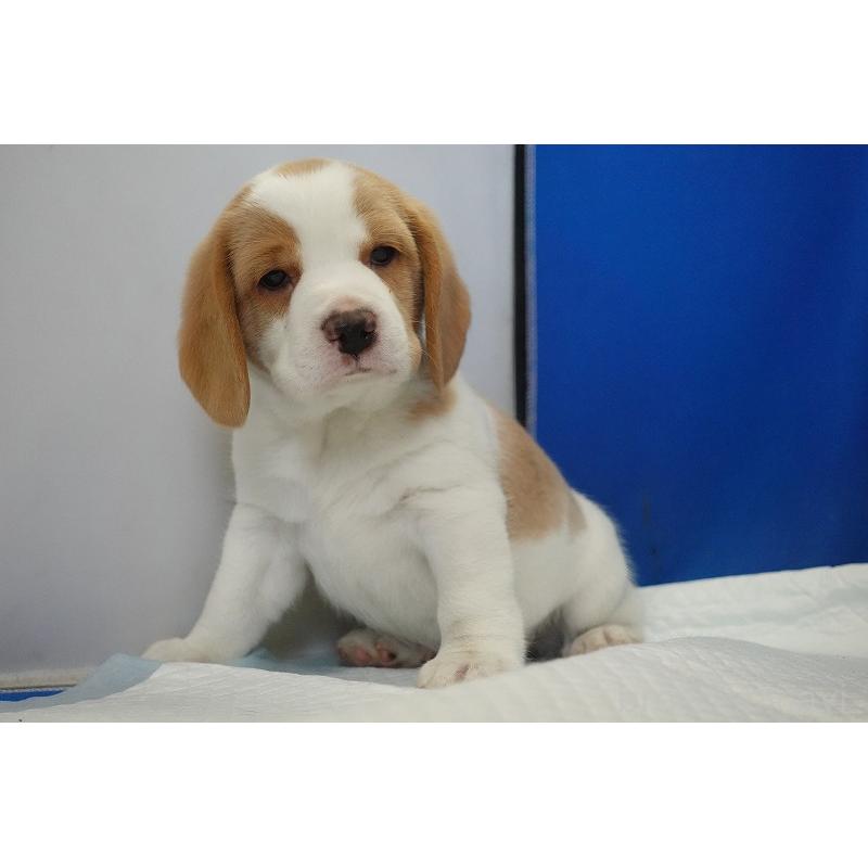 商談中の愛知県のビーグル-434166の4枚目