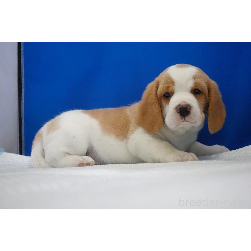 商談中の愛知県のビーグル-434166の3枚目