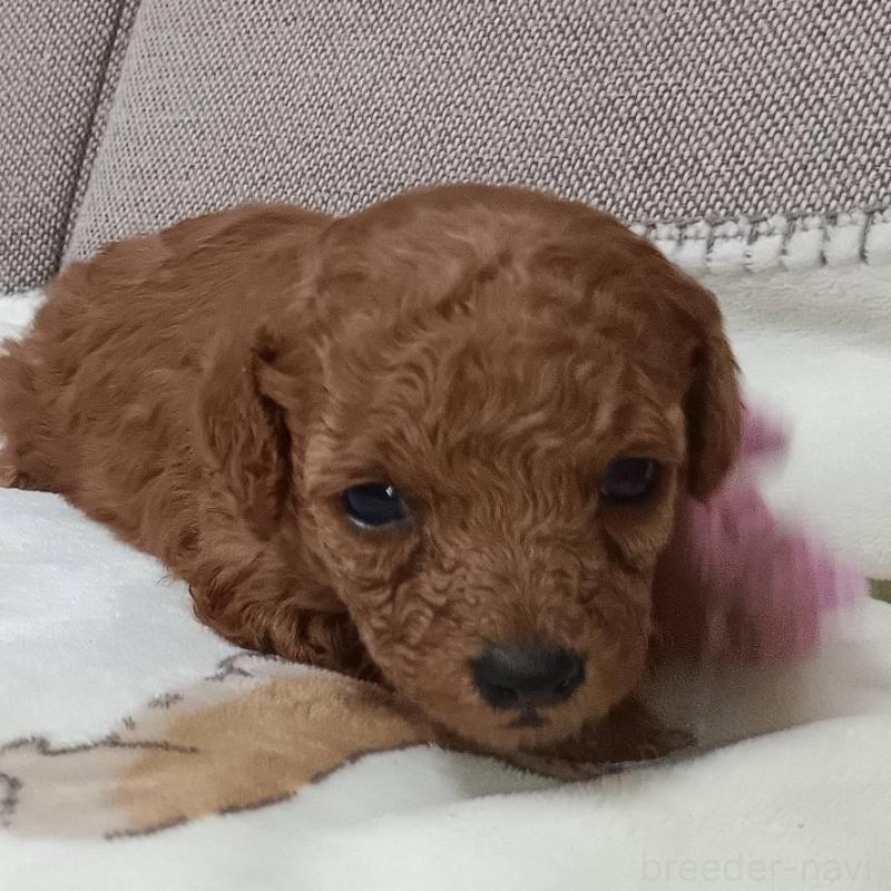 販売中の奈良県のトイプードル-437812