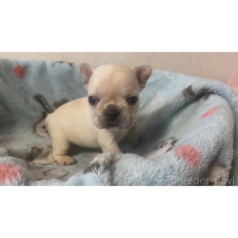 販売中の岡山県のフレンチブルドッグ-434754の19枚目