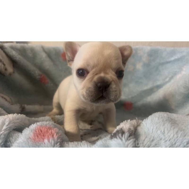 販売中の岡山県のフレンチブルドッグ-434754の18枚目