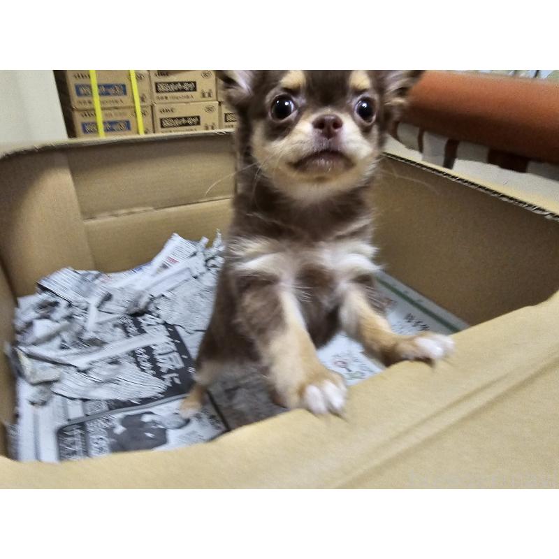 成約済の愛知県のチワワ(ロングコート)-431257の7枚目