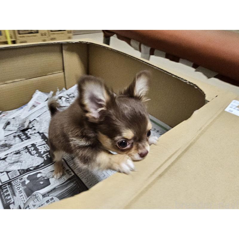 成約済の愛知県のチワワ(ロングコート)-431257の6枚目