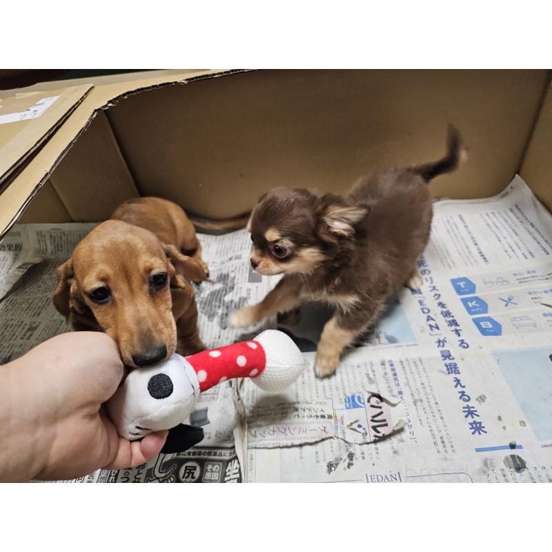 成約済の愛知県のチワワ(ロングコート)-431257の5枚目