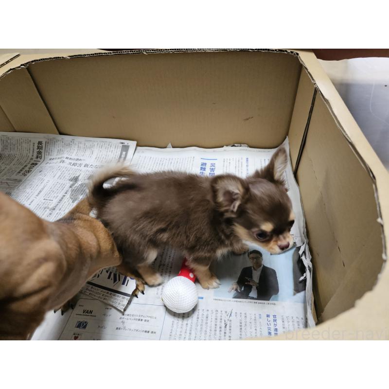 成約済の愛知県のチワワ(ロングコート)-431257の4枚目