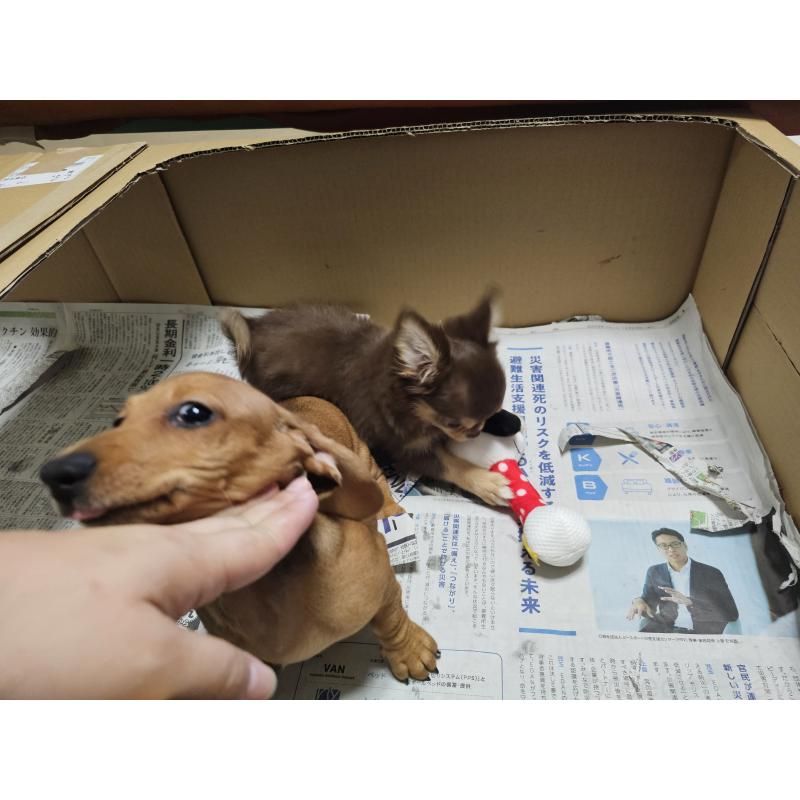 成約済の愛知県のチワワ(ロングコート)-431257の3枚目