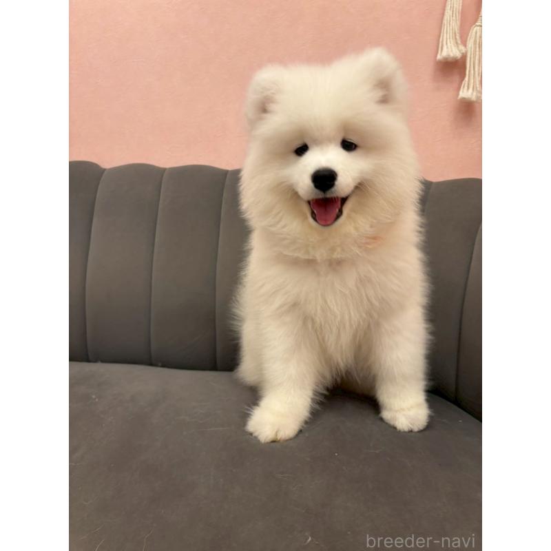 成約済の山形県のサモエド-421299の4枚目