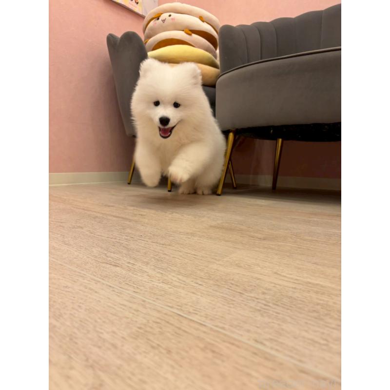 成約済の山形県のサモエド-421299の3枚目