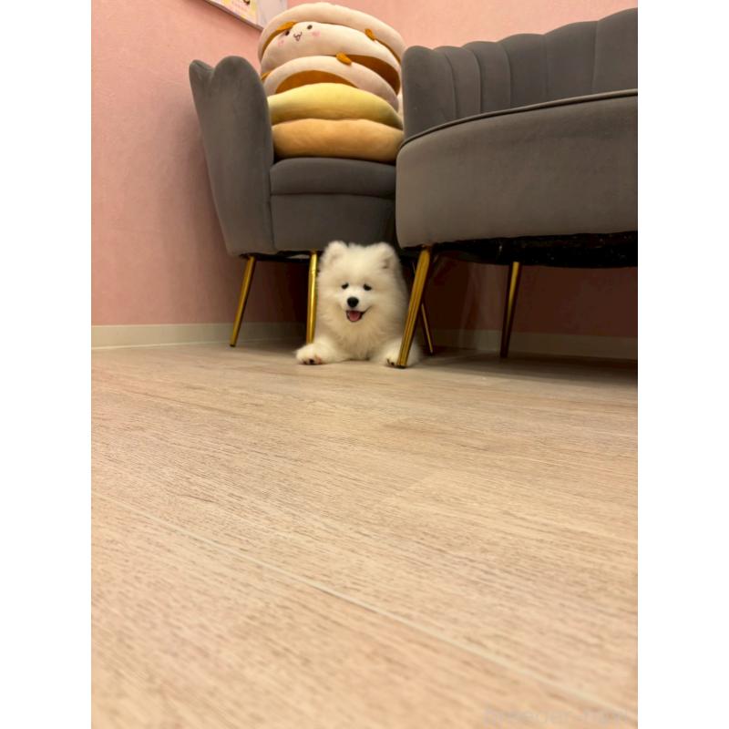 成約済の山形県のサモエド-421299の2枚目