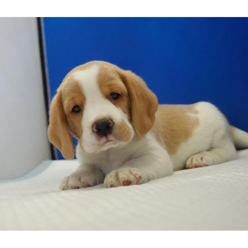 販売中の愛知県のビーグル-434167の8枚目