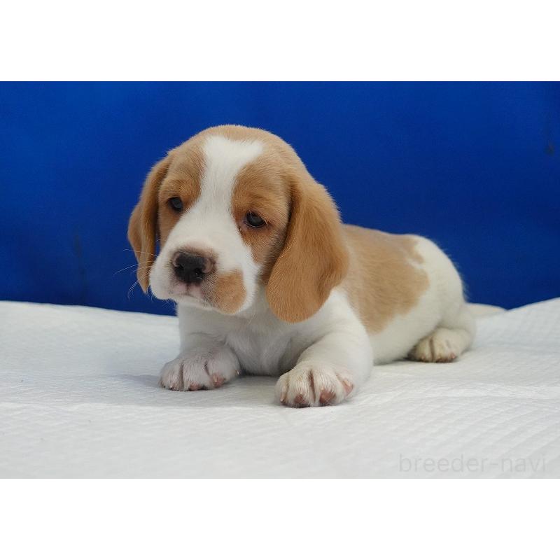 販売中の愛知県のビーグル-434167の4枚目