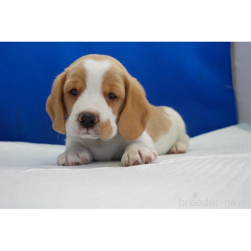 販売中の愛知県のビーグル-434167の2枚目