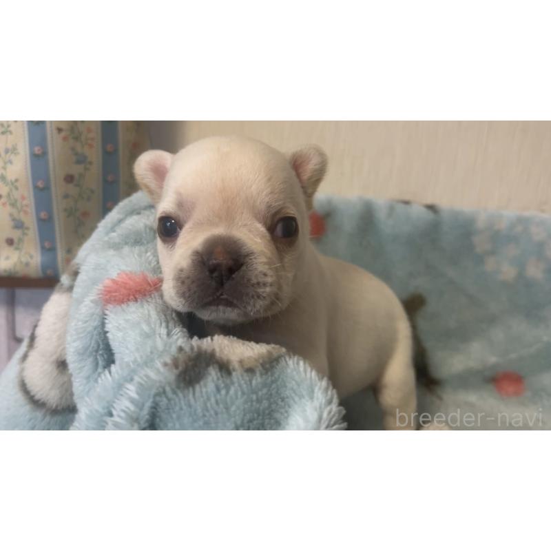 販売中の岡山県のフレンチブルドッグ-434753の12枚目