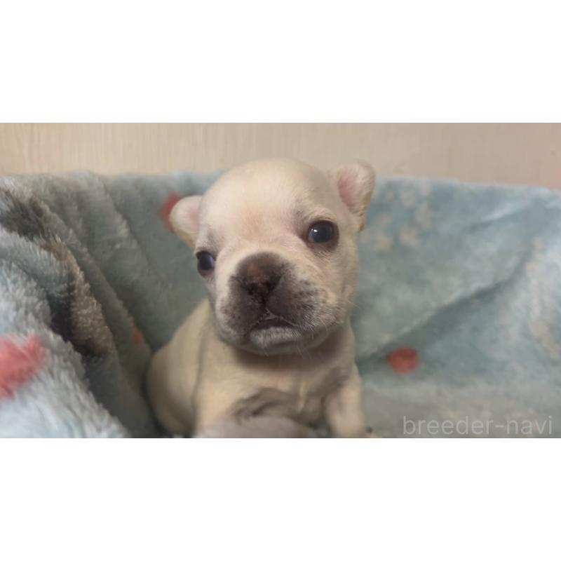 販売中の岡山県のフレンチブルドッグ-434753の11枚目