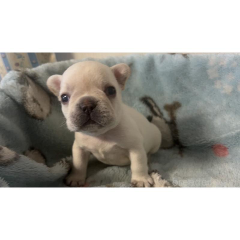 販売中の岡山県のフレンチブルドッグ-434753の10枚目