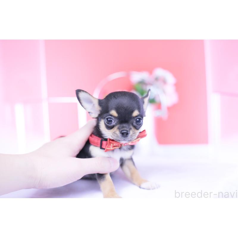 成約済の愛知県のチワワ(スムースコート)-431999の14枚目