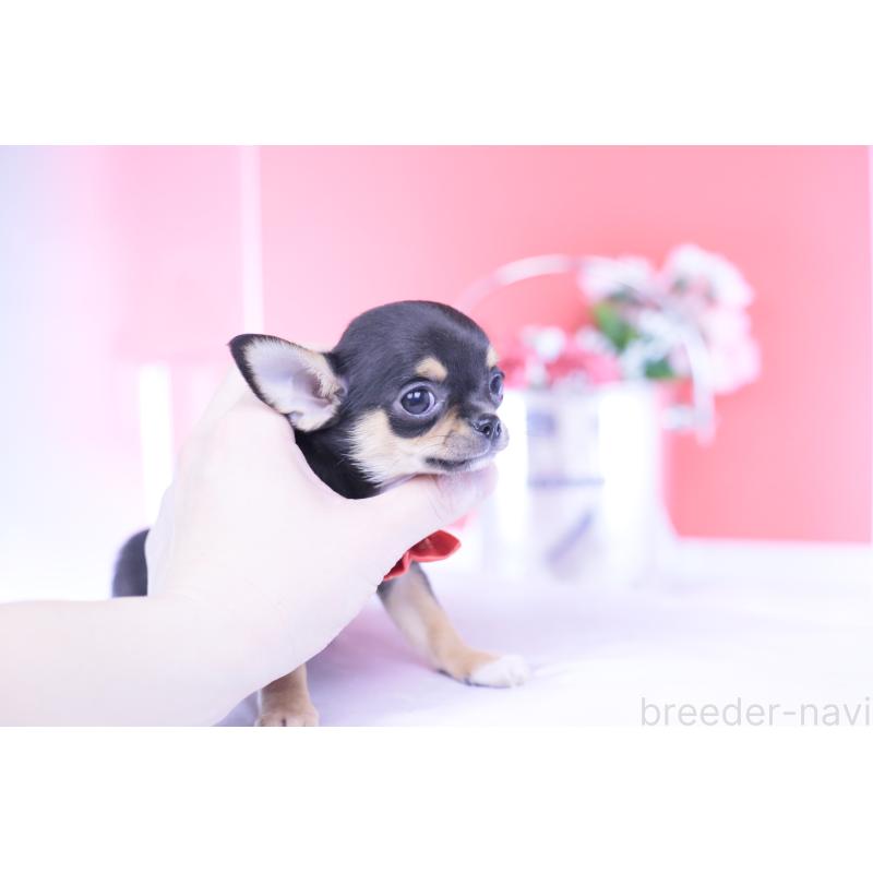 成約済の愛知県のチワワ(スムースコート)-431999の12枚目