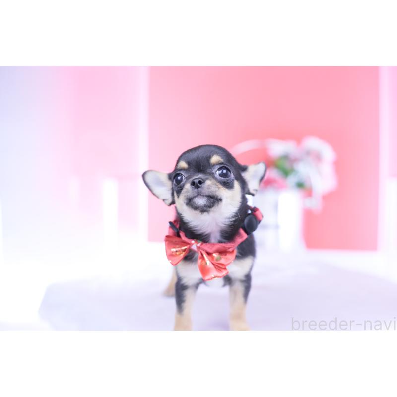 成約済の愛知県のチワワ(スムースコート)-431999の10枚目