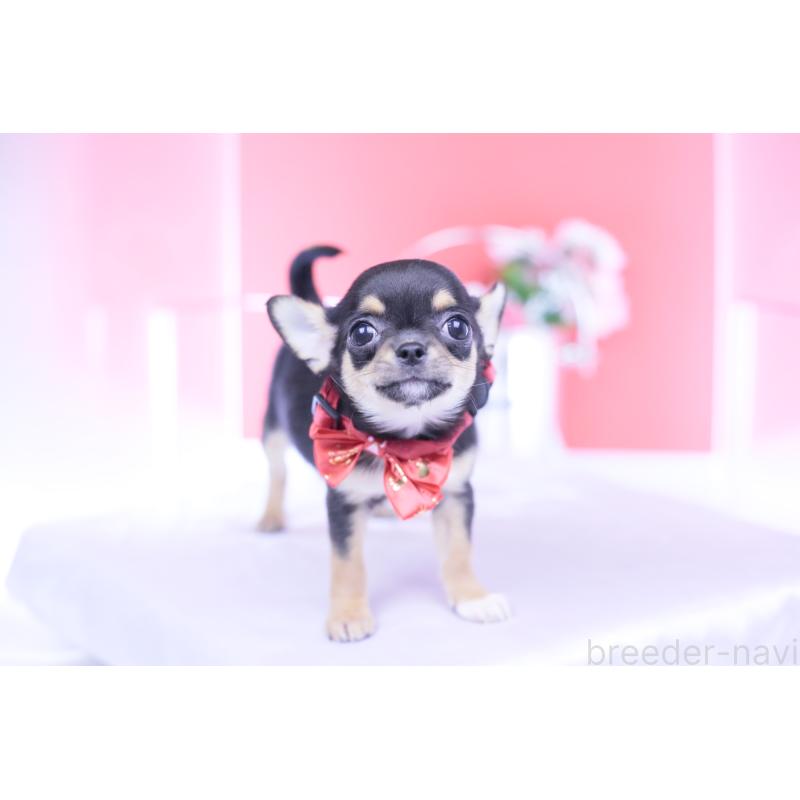 成約済の愛知県のチワワ(スムースコート)-431999の9枚目