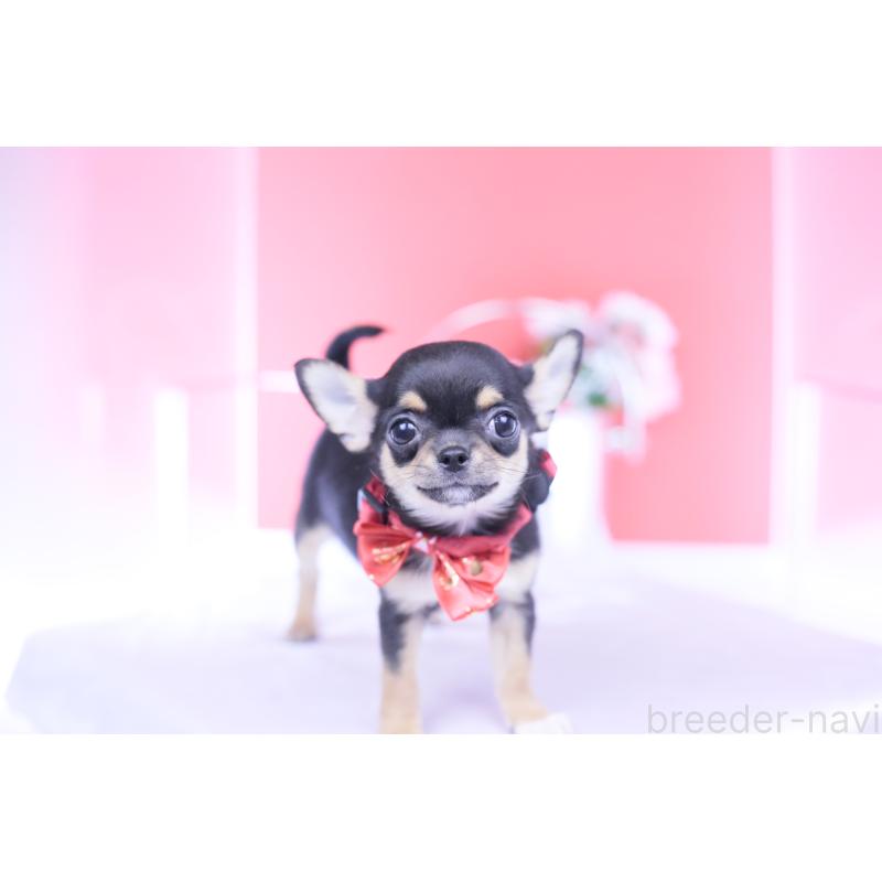 成約済の愛知県のチワワ(スムースコート)-431999の7枚目