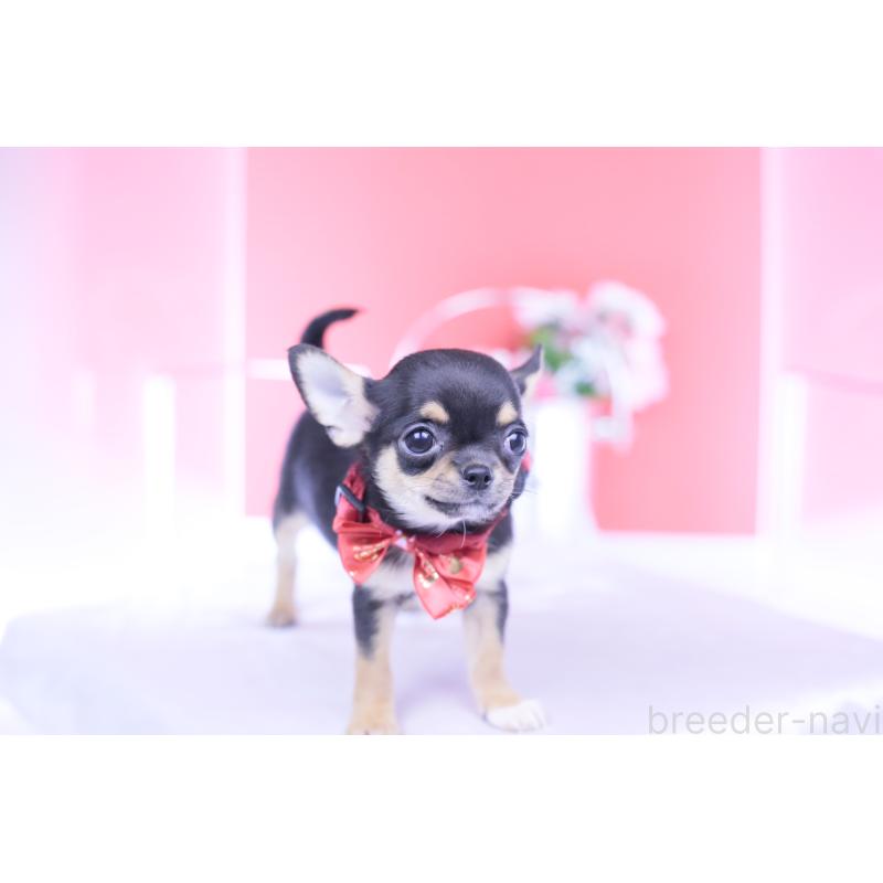 成約済の愛知県のチワワ(スムースコート)-431999の6枚目