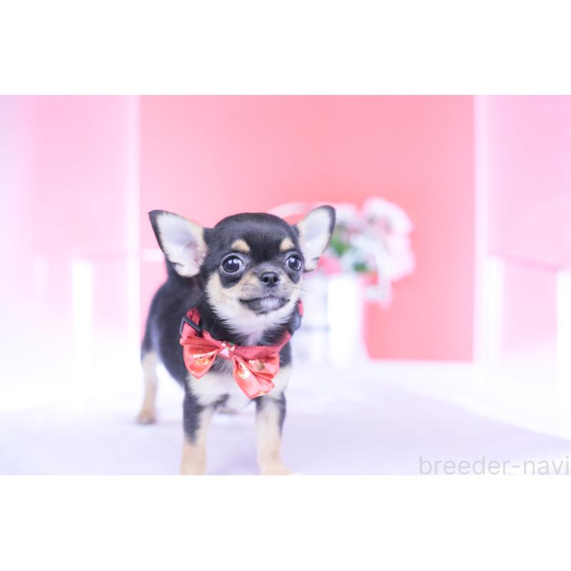 成約済の愛知県のチワワ(スムースコート)-431999の5枚目