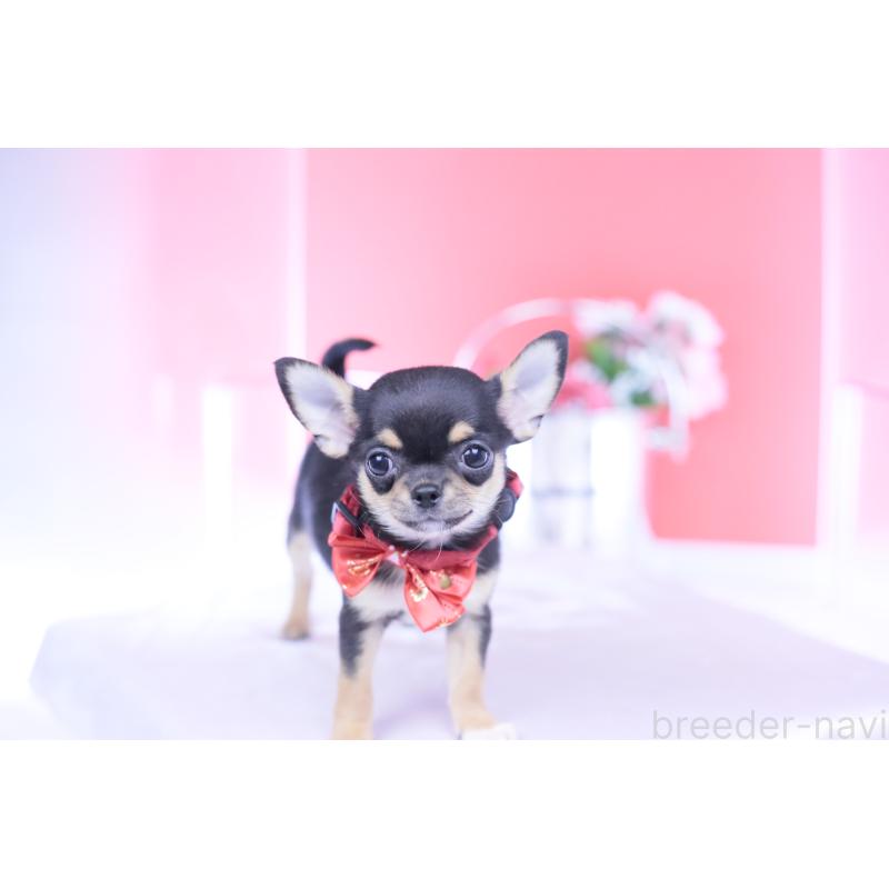 成約済の愛知県のチワワ(スムースコート)-431999の4枚目