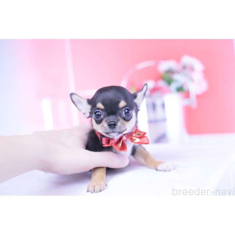 成約済の愛知県のチワワ(スムースコート)-431999の3枚目