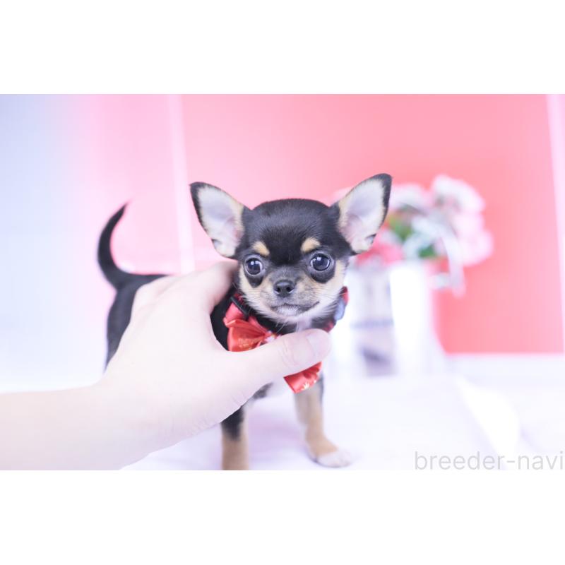 成約済の愛知県のチワワ(スムースコート)-431999の2枚目