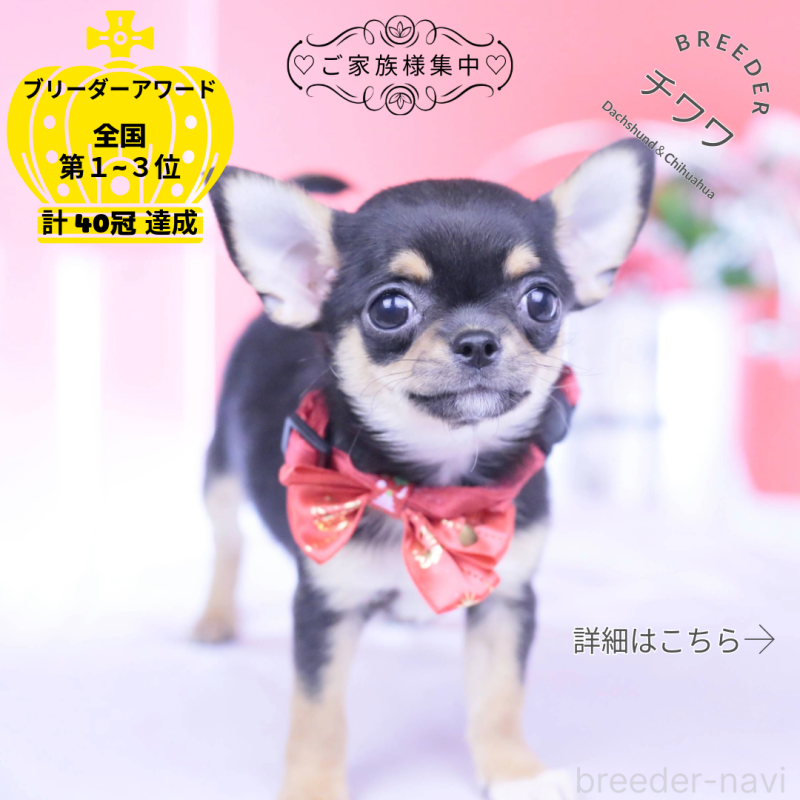 成約済の愛知県のチワワ(スムースコート)-431999の1枚目