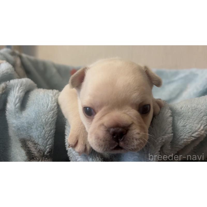 販売中の岡山県のフレンチブルドッグ-434755の23枚目
