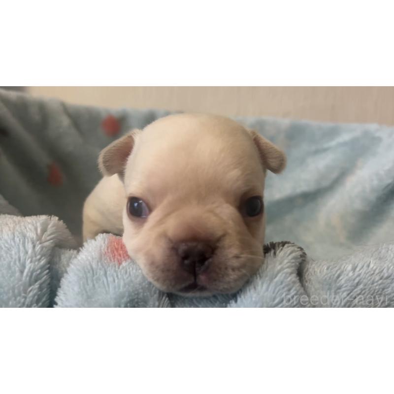 販売中の岡山県のフレンチブルドッグ-434755の22枚目