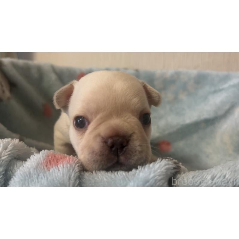 販売中の岡山県のフレンチブルドッグ-434755の21枚目