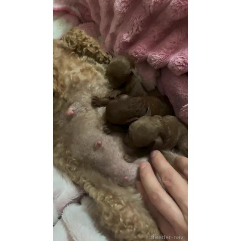 販売中の千葉県のトイプードル-437813の3枚目