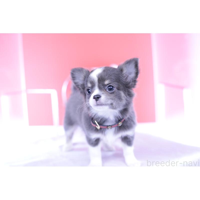 成約済の愛知県のチワワ(ロングコート)-432000の15枚目