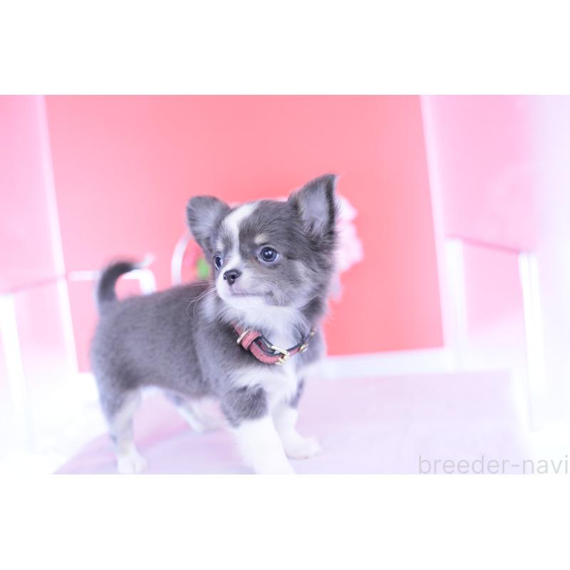 成約済の愛知県のチワワ(ロングコート)-432000の11枚目