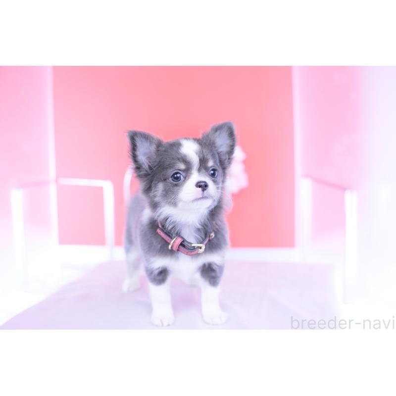 成約済の愛知県のチワワ(ロングコート)-432000の10枚目