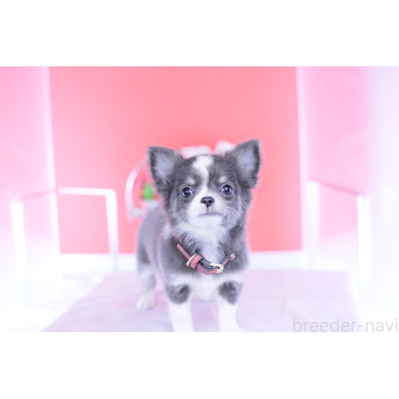 成約済の愛知県のチワワ(ロングコート)-432000の9枚目