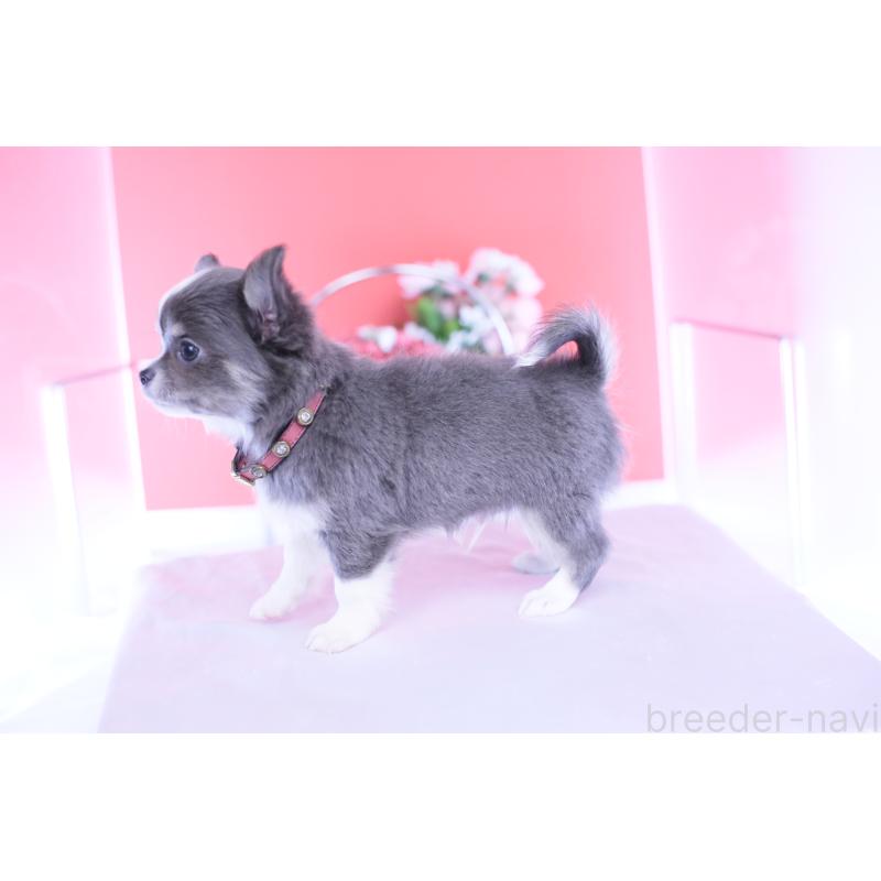 成約済の愛知県のチワワ(ロングコート)-432000の8枚目