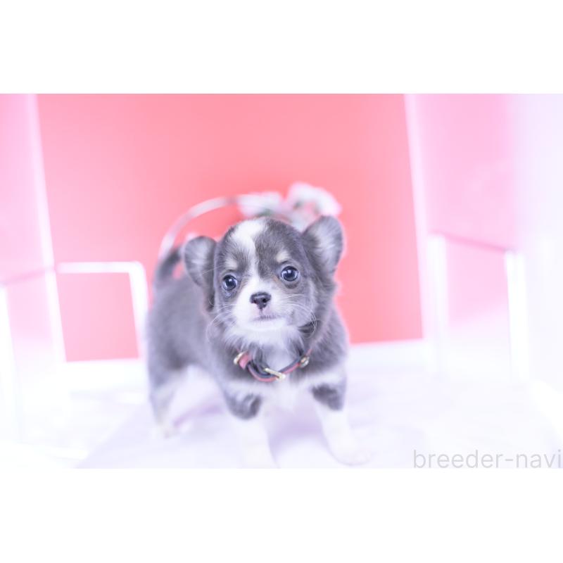 成約済の愛知県のチワワ(ロングコート)-432000の3枚目