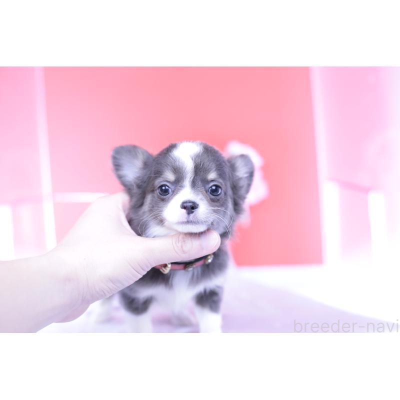 成約済の愛知県のチワワ(ロングコート)-432000の2枚目