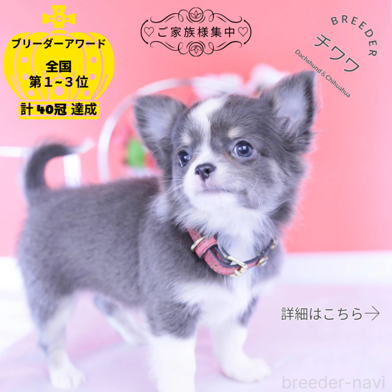 成約済の愛知県のチワワ(ロングコート)-432000の1枚目