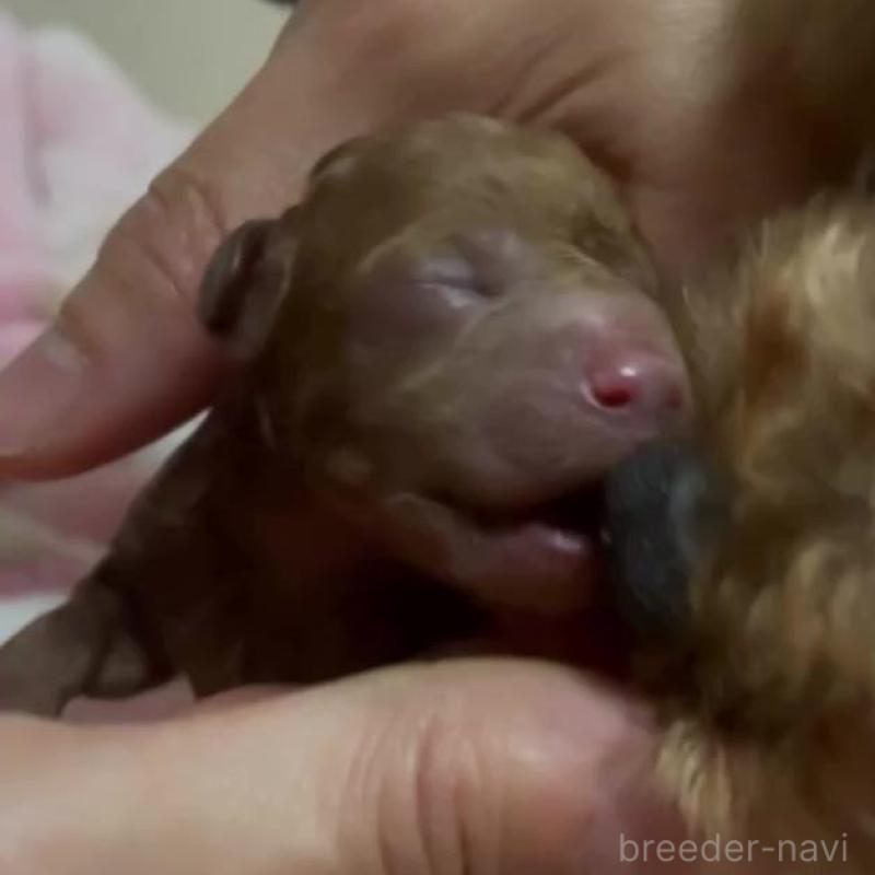 販売中の千葉県のトイプードル-437815